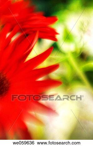 Red Gerbera, transvaal daisy. Gerbera jamesonii. July 2006, Maryland, USA View Large Photo Image Stock Photograph - Red Gerbera, transvaal daisy. Gerbera jamesonii. July 2006, Maryland, USA. Fotosearch