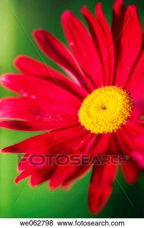 Red Painted Daisy. Pyrethrum. Tanacetum cinerariifolium. May 2006, Maryland, USA View Large Photo Image Stock Photo - Red Painted Daisy. Pyrethrum. Tanacetum cinerariifolium. May 2006, Maryland, USA. Fotosearch