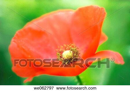 Red Poppy (Corn Poppy, Shirley Poppy, Flanders Poppy). Papaver rhoeas. May 2006, Maryland, USA View Large Photo Image Stock Photo - Red Poppy (Corn Poppy, Shirley Poppy, Flanders Poppy). Papaver rhoeas. May 2006, Maryland, USA. Fotosearch