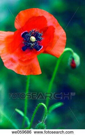 Red Poppy Flower and buds. Corn Poppy, Shirley Poppy, Flanders Poppy. Papaver rhoeas. July 2006. Maryland, USA. View Large Photo Image Stock Photograph - Red Poppy Flower and buds. Corn Poppy, Shirley Poppy, Flanders Poppy. Papaver rhoeas. July 2006. Maryland, USA.. Fotosearch