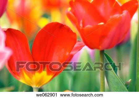 Red Tulips. Tulipa hybrid. April 2007, Maryland, USA View Large Photo Image Stock Image - Red Tulips. Tulipa hybrid. April 2007, Maryland, USA. Fotosearch
