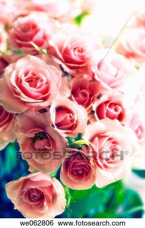 Rose Bouquet. Rosa hybrid. November 2006, Maryland, USA View Large Photo Image Stock Photograph - Rose Bouquet. Rosa hybrid. November 2006, Maryland, USA. Fotosearch