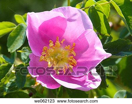 Rose View Large Photo Image Stock Image - Rose. Fotosearch
