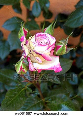 Rose View Large Photo Image Stock Photo - Rose. Fotosearch