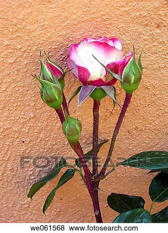 Rose View Large Photo Image Stock Photo - Rose. Fotosearch