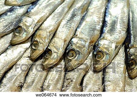 Picture - Salted fish at La Boqueria market, Barcelona. Catalonia, Spain. Fotosearch