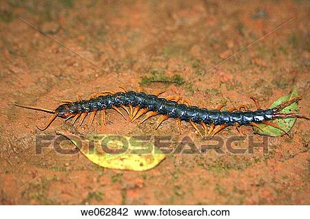 Scolopendra, Amboli, Maharashatra, India View Large Photo Image Stock Image - Scolopendra, Amboli, Maharashatra, India. Fotosearch