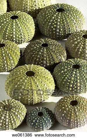 Sea Urchins (class Echinoidea) View Large Photo Image Stock Photograph - Sea Urchins (class Echinoidea). Fotosearch