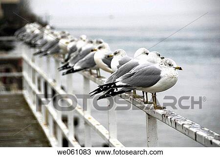 Stock Image - Seagulls stand on railing overlooking Lake Superior at Pictured Rocks National Seashore in Michigan Upper Peninsula. USA. Fotosearch