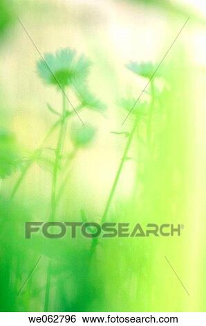 Shasta Daisies. Leucanthemum x superbum. May 2006, Maryland, USA View Large Photo Image Stock Photograph - Shasta Daisies. Leucanthemum x superbum. May 2006, Maryland, USA. Fotosearch