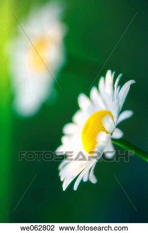 Shasta Daisy. Leucanthemum x superbum. May 2006, Maryland, USA View Large Photo Image Stock Image - Shasta Daisy. Leucanthemum x superbum. May 2006, Maryland, USA. Fotosearch