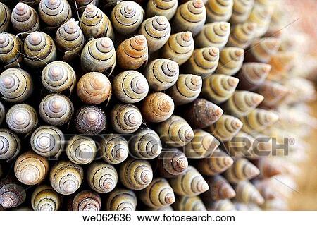 Stock Photograph - Shells. Fotosearch