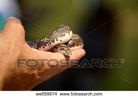 Snake View Large Photo Image Picture - Snake. Fotosearch
