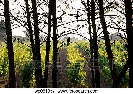 Sparrowhawk by coniferous forest View Large Photo Image Stock Photo - Sparrowhawk by coniferous forest. Fotosearch