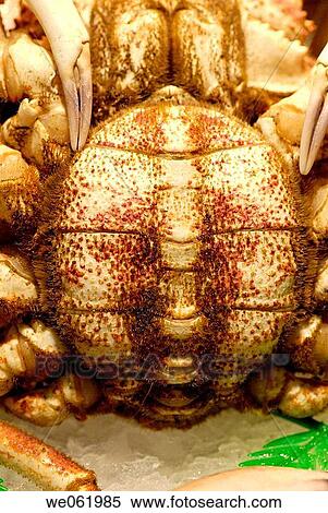 Spider crab at La Boqueria market, Barcelona. Catalonia, Spain View Large Photo Image Stock Photography - Spider crab at La Boqueria market, Barcelona. Catalonia, Spain. Fotosearch