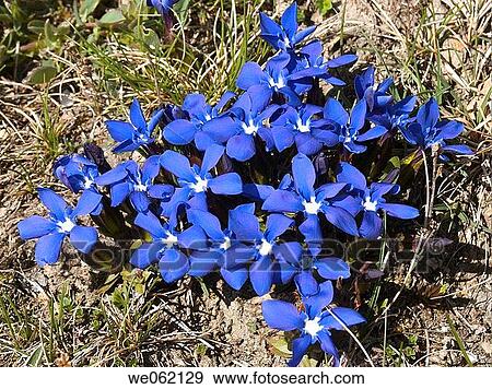 Stock Photo - Spring Gentian (Gentiana verna). Val d? Aosta, Italy. Fotosearch