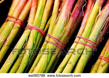 Spring onions, Cal? ots. La Boquer? a market. Barcelona. Spain. View Large Photo Image Stock Photo - Spring onions, Cal? ots. La Boquer? a market. Barcelona. Spain.. Fotosearch