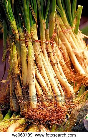 Spring onions, Cal? ots. La Boquer? a market. Barcelona. Spain. View Large Photo Image Stock Photo - Spring onions, Cal? ots. La Boquer? a market. Barcelona. Spain.. Fotosearch