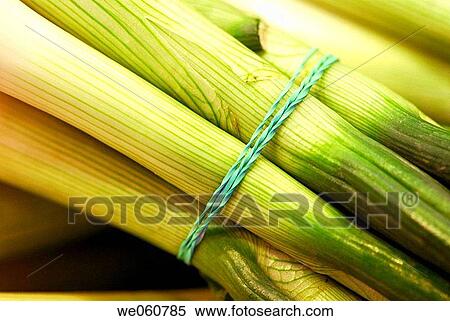 Spring onions, Cal? ots. La Boquer? a market. Barcelona. Spain. View Large Photo Image Stock Photography - Spring onions, Cal? ots. La Boquer? a market. Barcelona. Spain.. Fotosearch