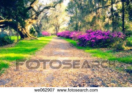 Stock Photo - Spring Path. March 2007, South Carolina, USA. Fotosearch