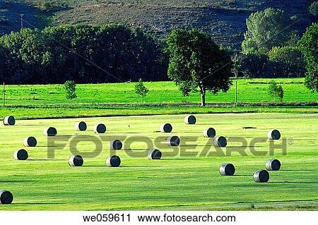 Straw bales. Zona Cerdanya. France. View Large Photo Image Stock Image - Straw bales. Zona Cerdanya. France.. Fotosearch