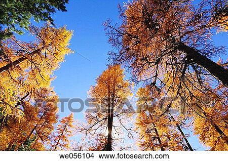 Sun behind European Larch tree (Larix europaea) in autumn. Engadine, Grisons, Switzerland, Europe. View Large Photo Image Picture - Sun behind European Larch tree (Larix europaea) in autumn. Engadine, Grisons, Switzerland, Europe.. Fotosearch