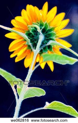 Sunflower. Helianthus annuus. April 2006, Maryland, USA View Large Photo Image Stock Photograph - Sunflower. Helianthus annuus. April 2006, Maryland, USA. Fotosearch