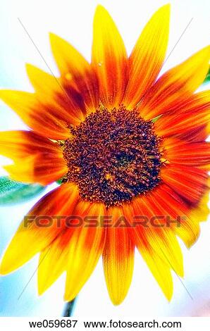 Sunflower. Helianthus annuus. July 2006. Maryland, USA. View Large Photo Image Stock Photo - Sunflower. Helianthus annuus. July 2006. Maryland, USA.. Fotosearch