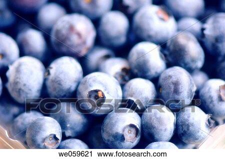 Supermarket blueberries. Vaccinium corymbosum. January 2007, Maryland, USA View Large Photo Image Stock Image - Supermarket blueberries. Vaccinium corymbosum. January 2007, Maryland, USA. Fotosearch
