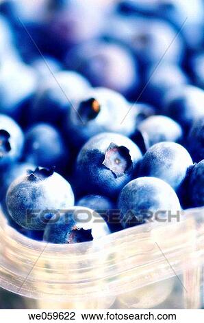 Supermarket blueberries. Vaccinium corymbosum. January 2007, Maryland, USA View Large Photo Image Stock Image - Supermarket blueberries. Vaccinium corymbosum. January 2007, Maryland, USA. Fotosearch