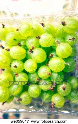 Supermarket green gooseberries. Ribes hirtellum. January 2007, Maryland, USA View Large Photo Image Stock Photo - Supermarket green gooseberries. Ribes hirtellum. January 2007, Maryland, USA. Fotosearch