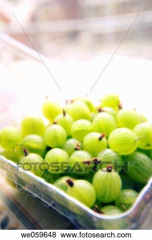 Supermarket green gooseberries. Ribes hirtellum. January 2007, Maryland, USA View Large Photo Image Stock Photo - Supermarket green gooseberries. Ribes hirtellum. January 2007, Maryland, USA. Fotosearch