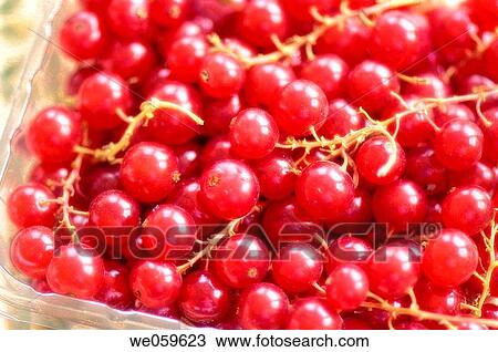 Supermarket red currants. Ribes rubrum. January 2007, Maryland, USA View Large Photo Image Stock Image - Supermarket red currants. Ribes rubrum. January 2007, Maryland, USA. Fotosearch