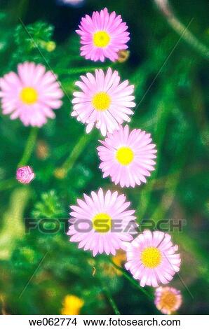 Swan River Daisies. Brachycome iberidifolia. July 2006, Maryland, USA View Large Photo Image Picture - Swan River Daisies. Brachycome iberidifolia. July 2006, Maryland, USA. Fotosearch