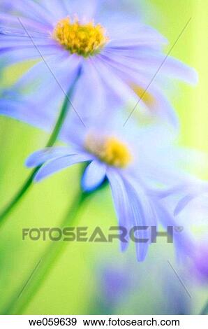 Swan river daisies. Brachycome iberidifolia. May 2006, Maryland, USA View Large Photo Image Stock Photo - Swan river daisies. Brachycome iberidifolia. May 2006, Maryland, USA. Fotosearch
