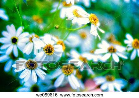 Stock Photograph - Swan River Daisy. Brachycome iberidifolia. August 2006, Maryland, USA. Fotosearch
