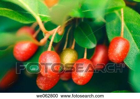Stock Image - Sweet scarlet goumi, Elaeagnus multiflora. May 2006, Maryland, USA. Fotosearch