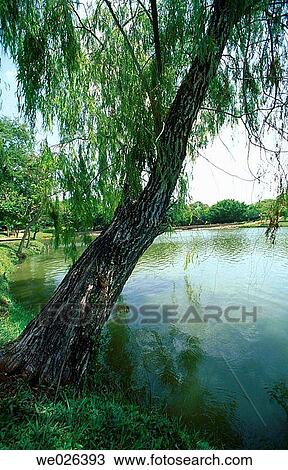 Tabebuia rosea View Large Photo Image Stock Image - Tabebuia rosea. Fotosearch