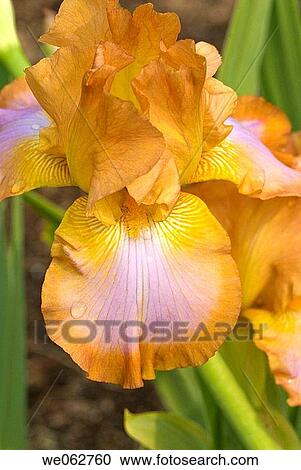 Tall bearded iris at the Royal Botanical Gardens, Toronto, Canada View Large Photo Image Stock Image - Tall bearded iris at the Royal Botanical Gardens, Toronto, Canada. Fotosearch