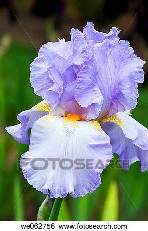 Tall blue bearded iris View Large Photo Image Stock Photograph - Tall blue bearded iris. Fotosearch