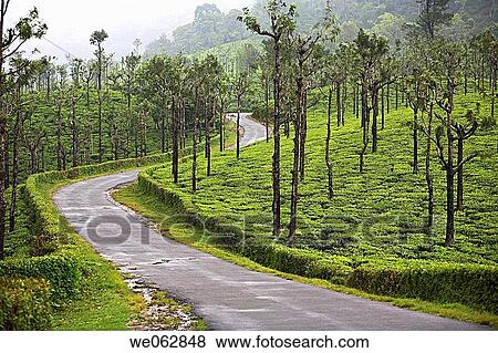 Stock Photo - Tea plantation, Anamalai, Tamilnadu, India,. Fotosearch