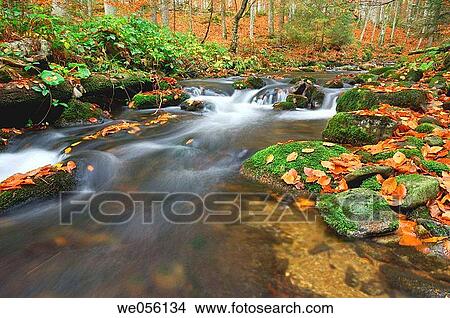The brook? Kleine Ohe? (Small Ohe) at autumn. Bavarian Forest National Park, Bavaria, Germany, Europe. View Large Photo Image Picture - The brook? Kleine Ohe? (Small Ohe) at autumn. Bavarian Forest National Park, Bavaria, Germany, Europe.. Fotosearch