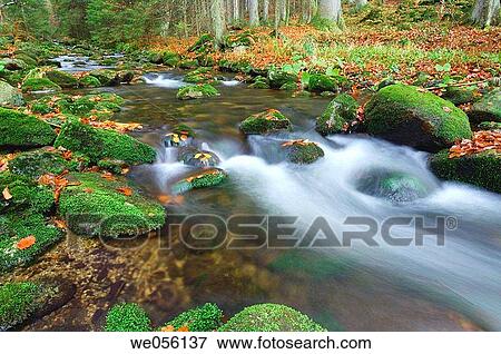 The brook? Kleine Ohe? (Small Ohe) at autumn. Bavarian Forest National Park, Bavaria, Germany, Europe. View Large Photo Image Stock Photo - The brook? Kleine Ohe? (Small Ohe) at autumn. Bavarian Forest National Park, Bavaria, Germany, Europe.. Fotosearch