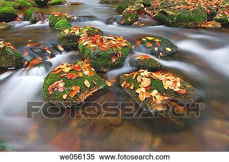 The brook? Kleine Ohe? (Small Ohe) at autumn. Bavarian Forest National Park, Bavaria, Germany, Europe. View Large Photo Image Stock Photography - The brook? Kleine Ohe? (Small Ohe) at autumn. Bavarian Forest National Park, Bavaria, Germany, Europe.. Fotosearch