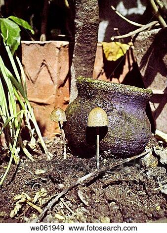 The Dung Fungus, Stropharia semiglobata. Pune, Maharashtra, India. View Large Photo Image Stock Photo - The Dung Fungus, Stropharia semiglobata. Pune, Maharashtra, India.. Fotosearch