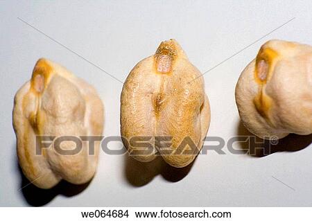 Three chickpeas View Large Photo Image Picture - Three chickpeas. Fotosearch