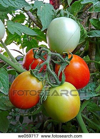 Tomato. Lycopersicon esculentum. Scientific classification. Kingdom: Plantae. Subkingdom: Tracheobionta. Division: Magnoliophyta. Class: Magnoliopsida. Subclass: Asteridae. Order: Solanales. Family: Solanaceae. Genus: Solanum. Species: S. lycopersicum. View Large Photo Image Stock Photo - Tomato. Lycopersicon esculentum. Scientific classification. Kingdom: Plantae. Subkingdom: Tracheobionta. Division: Magnoliophyta. Class: Magnoliopsida. Subclass: Asteridae. Order: Solanales. Family: Solanaceae. Genus: Solanum. Species: S. lycopersicum.. Fotosearch
