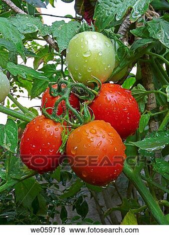 Tomato. Lycopersicon esculentum. Scientific classification. Kingdom: Plantae. Subkingdom: Tracheobionta. Division: Magnoliophyta. Class: Magnoliopsida. Subclass: Asteridae. Order: Solanales. Family: Solanaceae. Genus: Solanum. Species: S. lycopersicum. View Large Photo Image Stock Photo - Tomato. Lycopersicon esculentum. Scientific classification. Kingdom: Plantae. Subkingdom: Tracheobionta. Division: Magnoliophyta. Class: Magnoliopsida. Subclass: Asteridae. Order: Solanales. Family: Solanaceae. Genus: Solanum. Species: S. lycopersicum.. Fotosearch