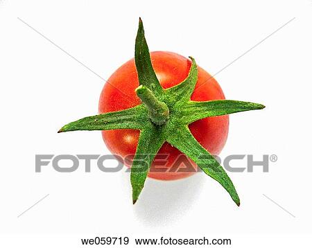 Tomato. Lycopersicon esculentum. Scientific classification. Kingdom: Plantae. Subkingdom: Tracheobionta. Division: Magnoliophyta. Class: Magnoliopsida. Subclass: Asteridae. Order: Solanales. Family: Solanaceae. Genus: Solanum. Species: S. lycopersicum. View Large Photo Image Stock Photo - Tomato. Lycopersicon esculentum. Scientific classification. Kingdom: Plantae. Subkingdom: Tracheobionta. Division: Magnoliophyta. Class: Magnoliopsida. Subclass: Asteridae. Order: Solanales. Family: Solanaceae. Genus: Solanum. Species: S. lycopersicum.. Fotosearch