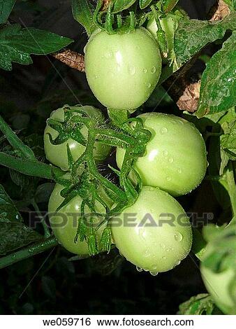 Tomato. Lycopersicon esculentum. Scientific classification. Kingdom: Plantae. Subkingdom: Tracheobionta. Division: Magnoliophyta. Class: Magnoliopsida. Subclass: Asteridae. Order: Solanales. Family: Solanaceae. Genus: Solanum. Species: S. lycopersicum. View Large Photo Image Stock Photograph - Tomato. Lycopersicon esculentum. Scientific classification. Kingdom: Plantae. Subkingdom: Tracheobionta. Division: Magnoliophyta. Class: Magnoliopsida. Subclass: Asteridae. Order: Solanales. Family: Solanaceae. Genus: Solanum. Species: S. lycopersicum.. Fotosearch